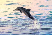 Muscat, Dolphin Watch et Splandel Excursion - Housity