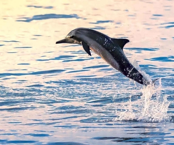 Muscat: Delfinbeobachtung und Schnorchelausflug