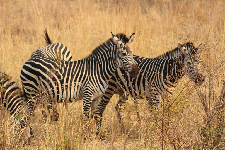 Wandelsafari neushoorns -Mosi -oa- Tunya Nationaal Park