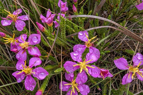 Rio de Janeiro ou São Paulo : circuit de 3 jours dans le parc national d'Itatiaia
