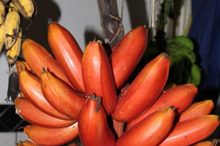 Zanzibar: Spice Farm, Butterfly Garden & Mtende Beach Tour