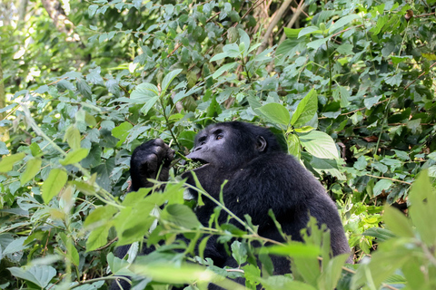 From Kampala/Entebbe: 3-Day Bwindi Gorilla Trekking Safari