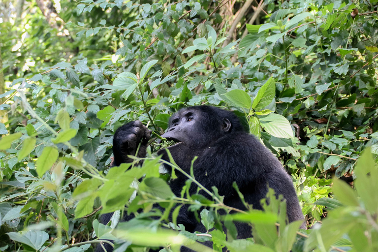 From Kampala/Entebbe: 3-Day Bwindi Gorilla Trekking Safari