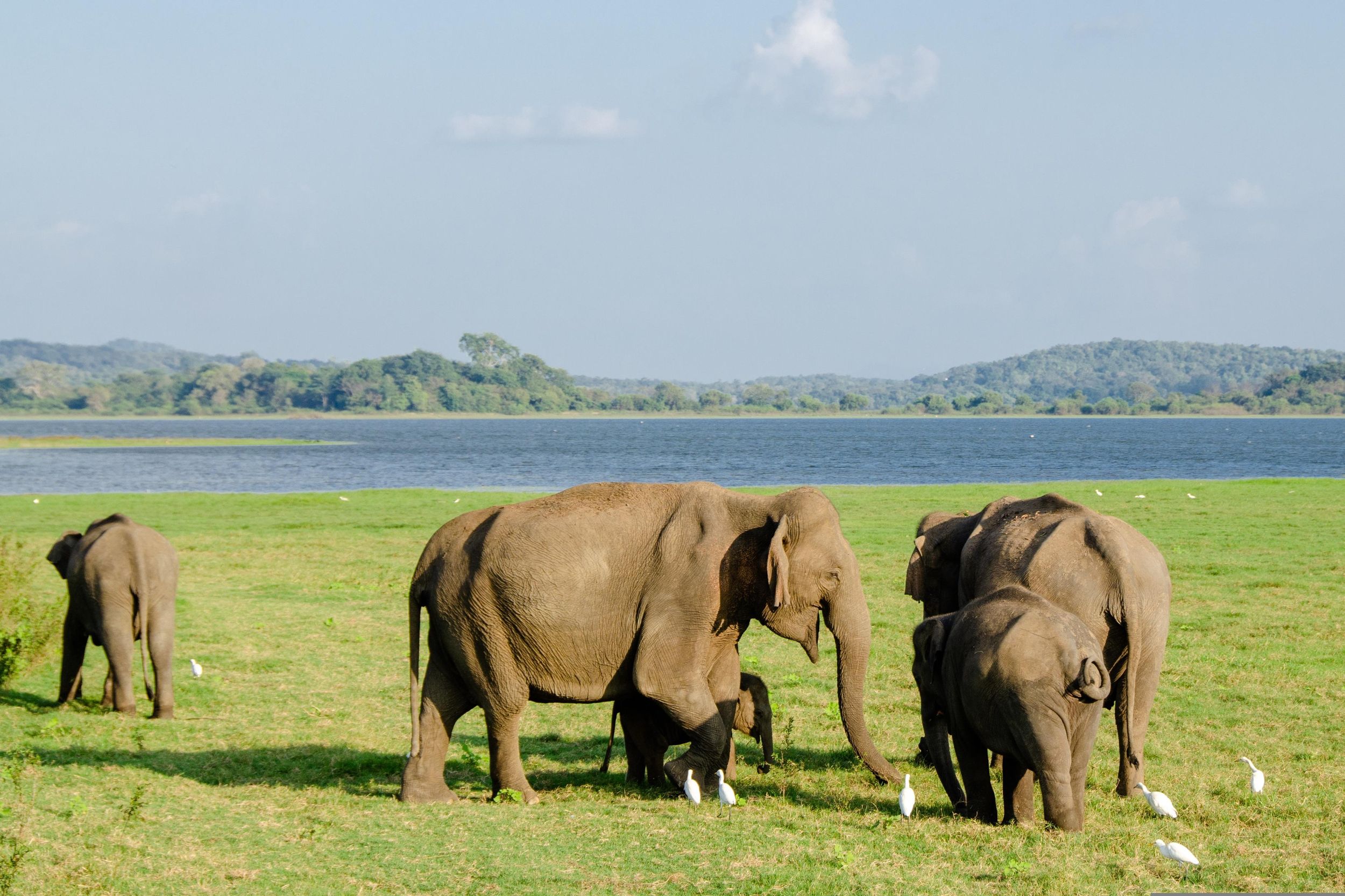 Sri Lanka: 7-tägige Wildtiersafari und Ökotour mit Hotels