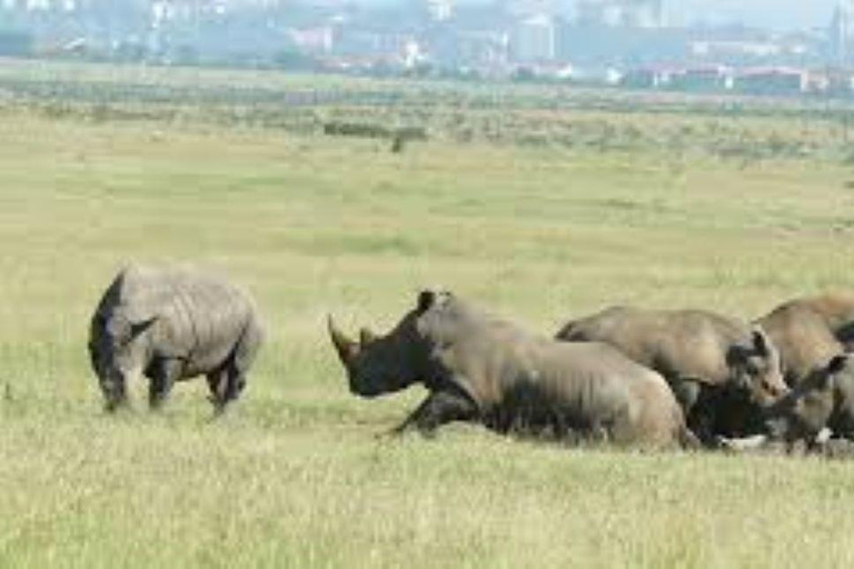 Nairobi; Excursión en vehículo por el Parque Nacional con servicio de recogida