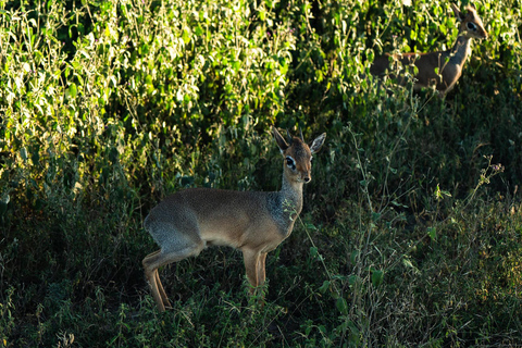 From Zanzibar: 2-Day Serengeti Park Safari Tour with Flights