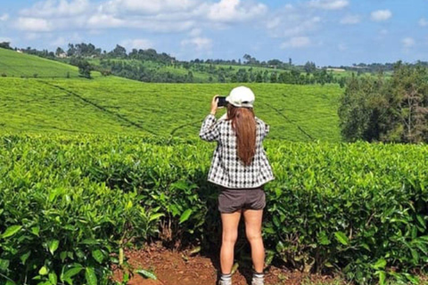 Tea Farm From Nairobi (Kiambethu)