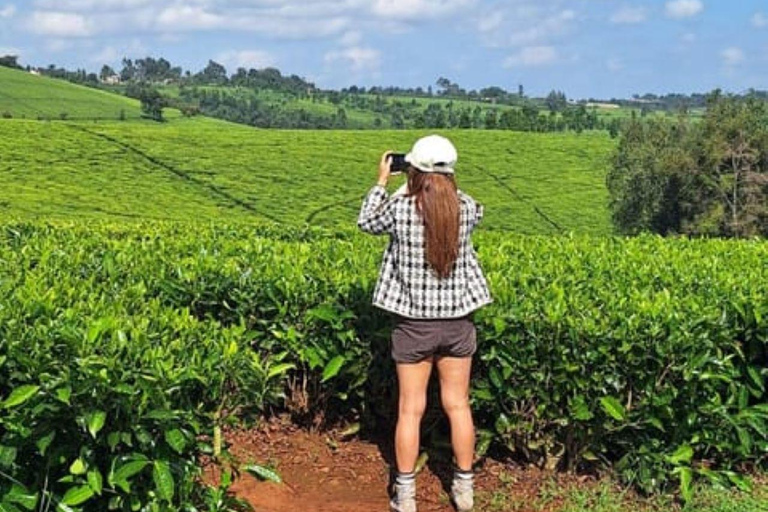 Ferme de thé depuis Nairobi (Kiambethu)