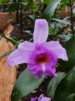 Guide de Fortuna;Ponts suspendus - Housity