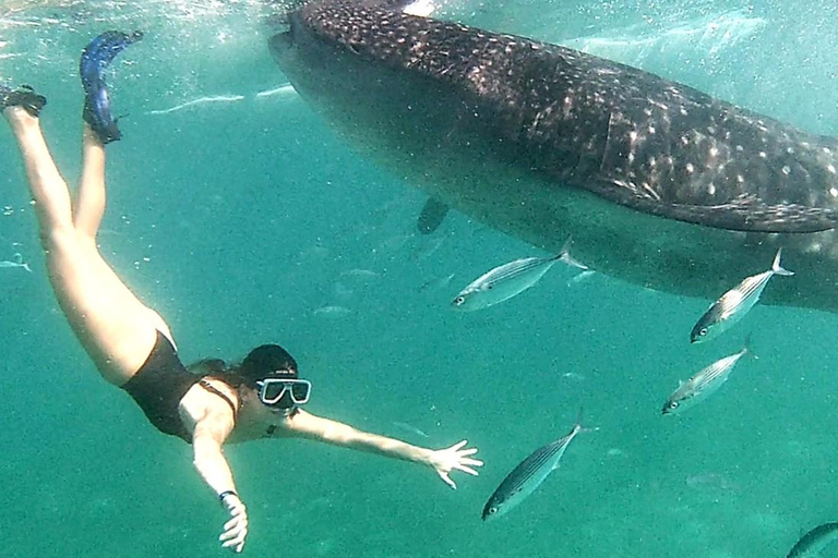 Cebu: nuoto con lo squalo balena a Oslob e canyoning alle cascate di AguinidCebu: osservazione dello squalo balena e canyoning delle cascate di Aguinid ...