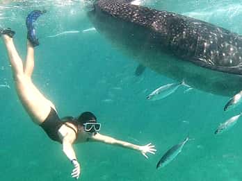 Oslob: Whale Shark Swim & Aguinid Falls Canyoneering Tour