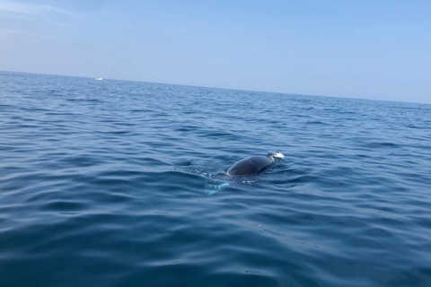 Mirissa: Whale Watching Luxury Super Grade Cruise Tour