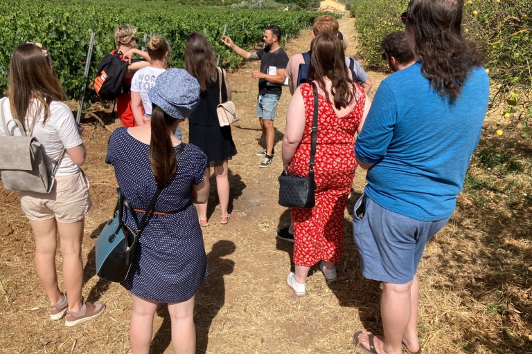 Guided vineyard&cellar tour + 5 wine tasting with tapas Guided Visit to a pretty vineyard & cellar, 5 wines & tapas