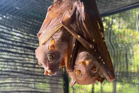 Atherton: Bat Sanctuary Tour with Guide