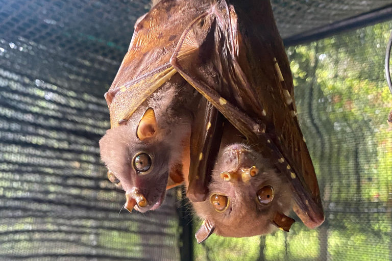 Atherton: Bat Sanctuary Tour with Guide