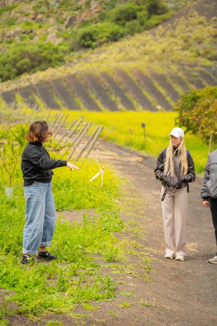 Rows of vines crossing dark volcanic soil beside a whitewashed Gran Canaria winery