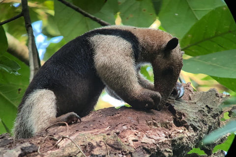 Parc national de Corcovado : Excursion d'une journée depuis Puerto Jimenez !