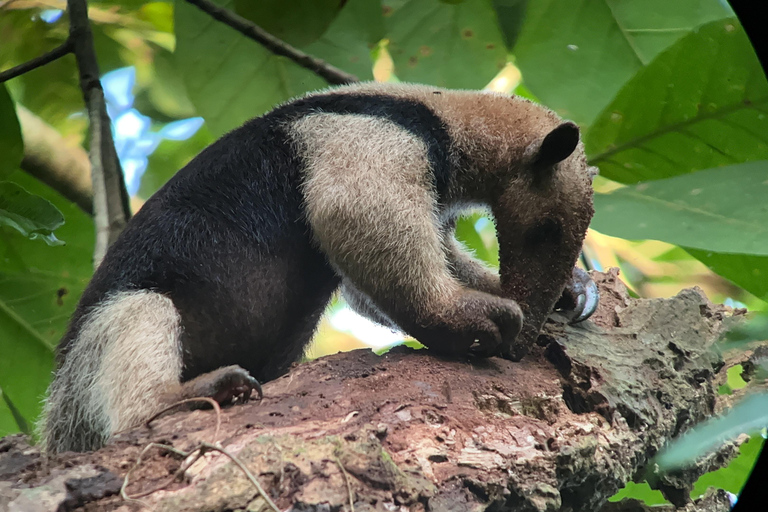 Corcovado nationalpark: Endagsutflykt från Puerto Jimenez!