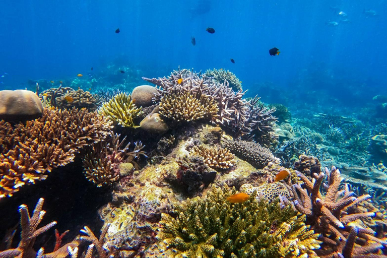 Phuket ou Khao Lak : Excursion d'une journée aux îles Surin et au village Moken