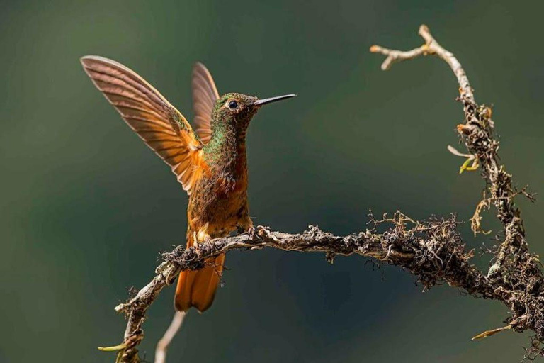 Manu: 7-Day Amazon Wildlife Tour with Jungle Lodges
