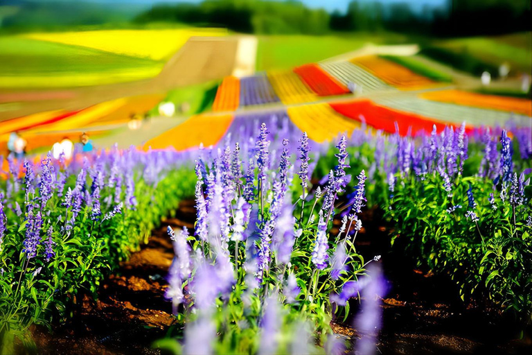 Sapporo: Furano Flower Sea & Biei Blue Pond Tour w/ Pickup 8:00 from Sapparo Sta. | Lunch Buffet + Flower Sea Ticket