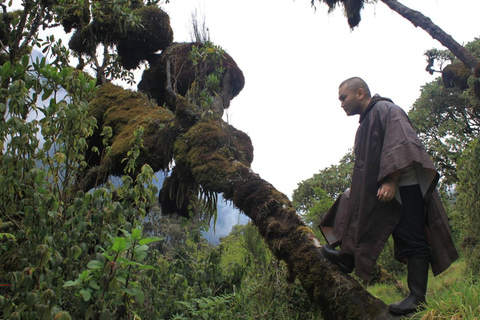 UGANDA RWENZORI - VATTENFALLAR OCH MONTANE ALLURE | 6-dagars vandring