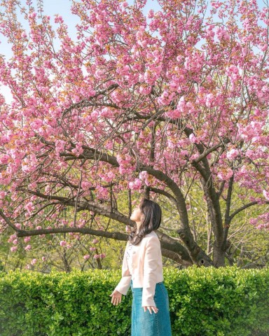 Visit Seoul's Blossom Trail Best View Cherry Blossom Day Tour in Banbury