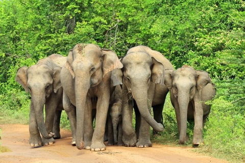 Ella, Bandarawela, or Haputale to Udawalawe Safari Tour