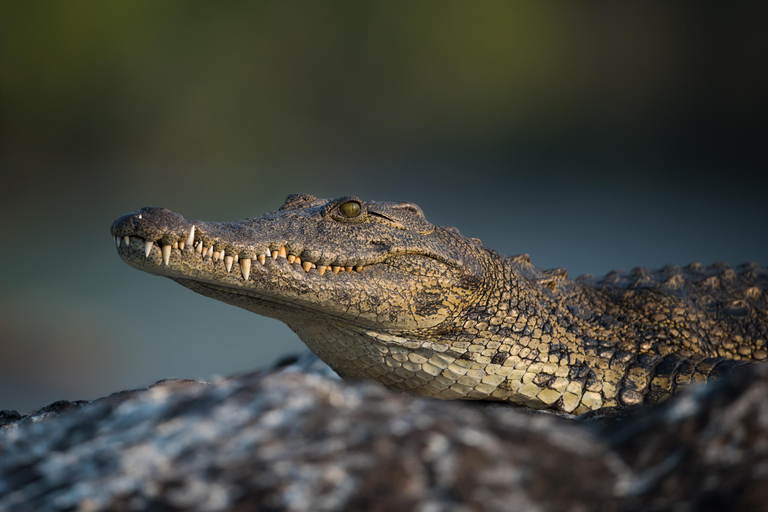 Victoria Fall: Guided Chobe Game Drive, River Cruise & Lunch