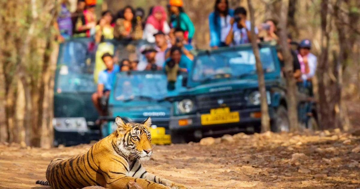 Delhi Tour Privato Di Giorni Del Triangolo D Oro Con Safari Delle