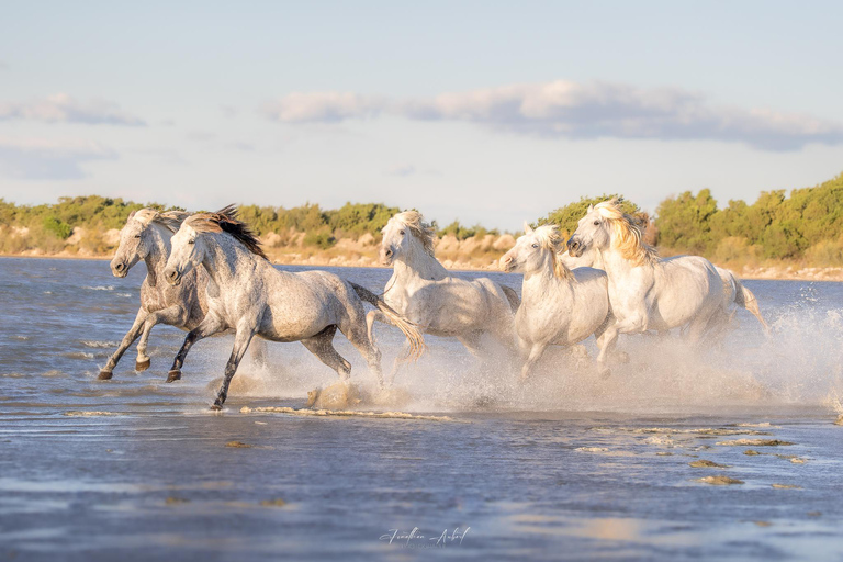 Camargue: Fotoworkshop in den Sümpfen mit freilaufenden Pferden