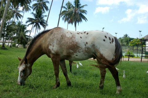 Kuza Cave, The Rock Restaurant, Spice Tour, Horseback Riding