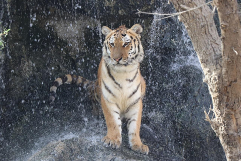 Abu Dhabi: Parque Zoológico de los Emiratos