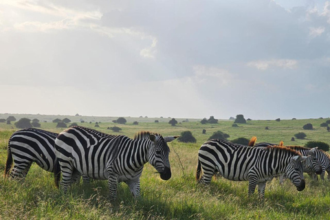 Nationaal park Nairobi, olifantenweeshuis en giraffencentrum