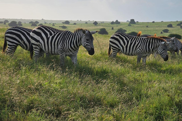 Nationaal park Nairobi, olifantenweeshuis en giraffencentrum