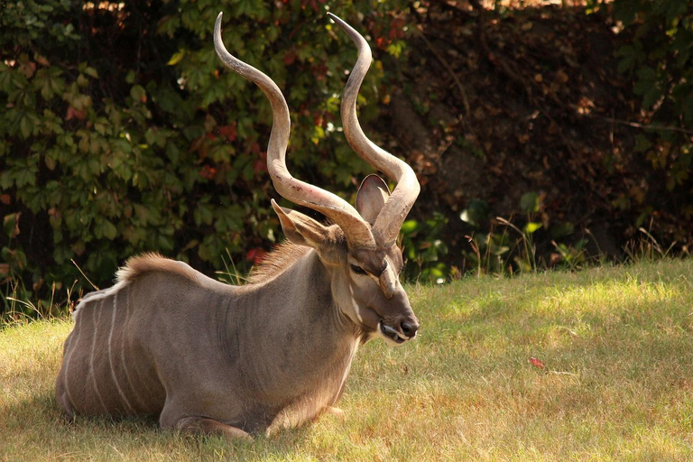 Vanuit Zanzibar: Selous wildreservaat dagsafari met vluchten