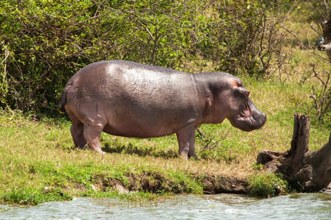 From Durban: Tala Game Reserve Half-Day Safari & Transfer