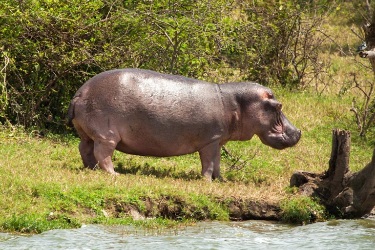 From Durban: Tala Game Reserve Half-Day Safari & Transfer