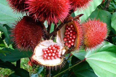 PARQUE NACIONAL DA FLORESTA DE JOZANI E QUINTA DE ESPECIARIAS