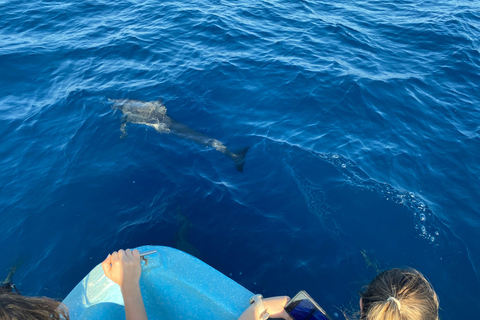 Puerto Escondido: Bootstour zu Delfinen und MeerestierenPrivate Tour