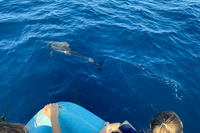 Puerto Escondido: Bootstour zu Delfinen und MeerestierenPrivate Tour