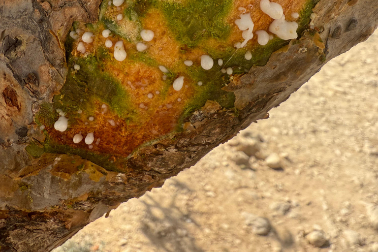 Salalah: Empty Quarter Desert Adventure to Hashman Dunes