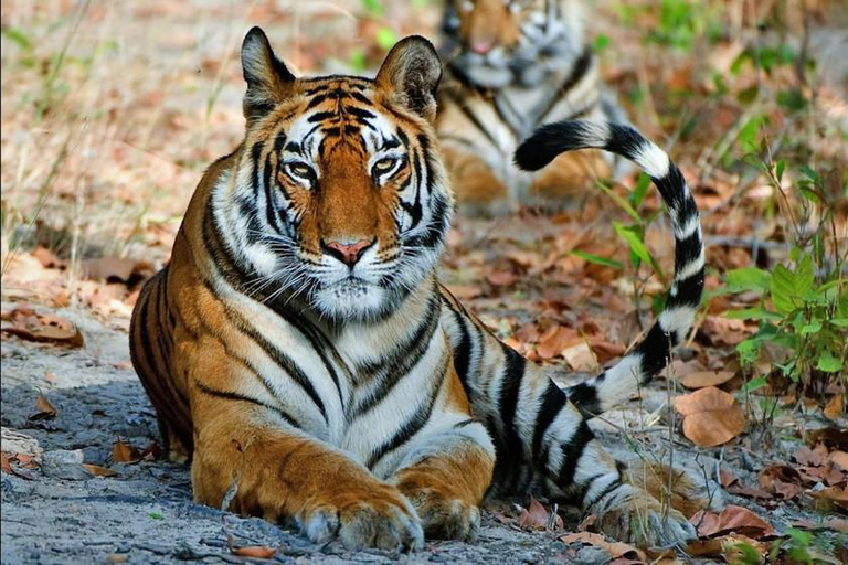 Från Jaipur: Ranthambore National Park Dagsutflykt med Safari