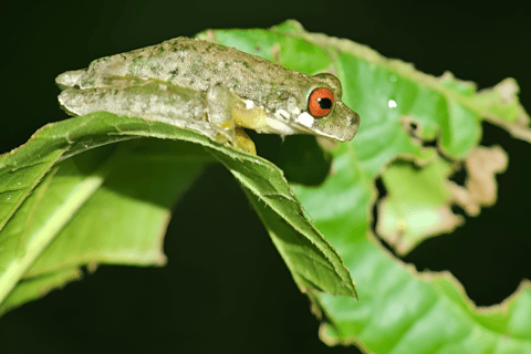 Monteverde: Cloud Forest Night Tour with Pablo