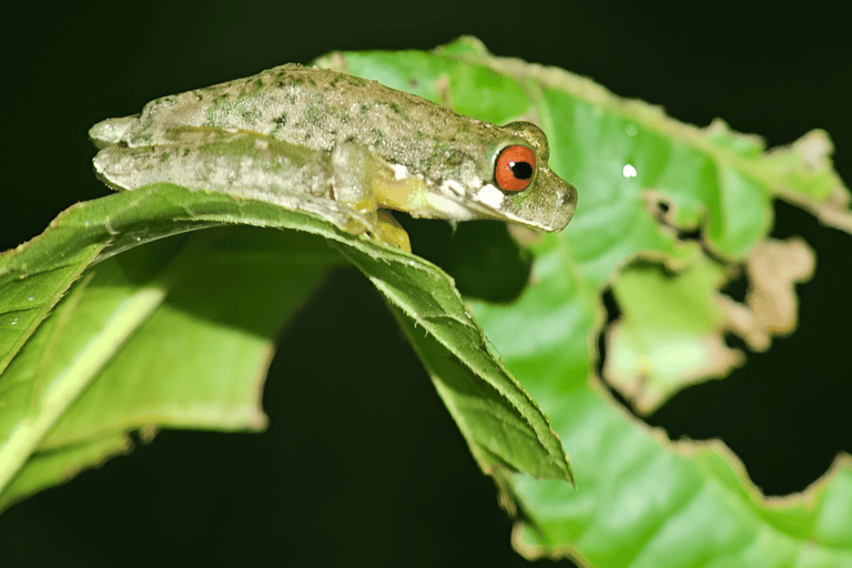 Monteverde: Cloud Forest Night Tour with Pablo