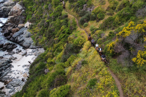 From Santiago: Papudo Horseback Ride & Penguin Watching