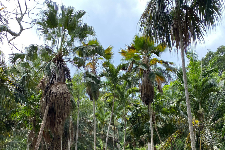 Cartagena: Guided Experience in the Botanical Garden