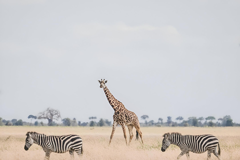 8days Serengeti np,ngorongoro conservation area,tarangaire Serengeti np,ngorongoro conservation area and tarangaire np