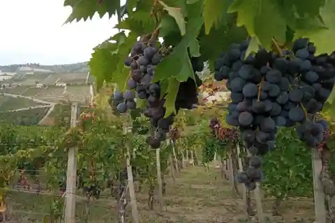 Langhe: grape seasons. Winery and vineyard tour with tasting