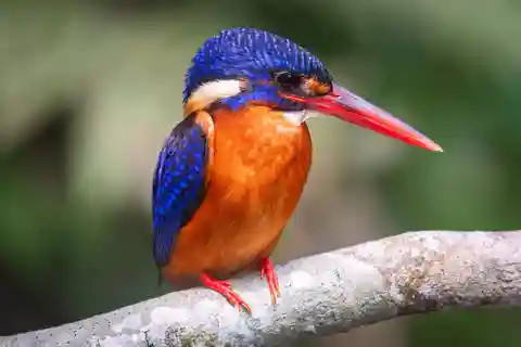 Yogyakarta: Bird Photography Tour